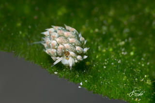 Kuroshimae Slug On Leaf