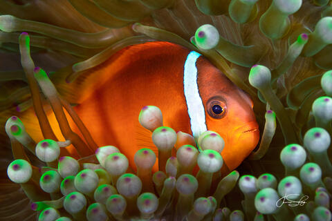 Underwater | Fiji