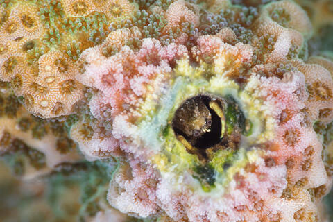 Cauliflower Coral Crab