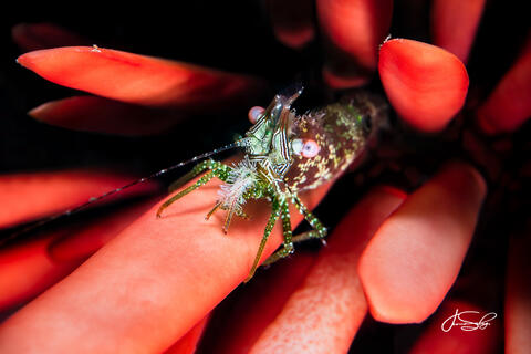 Eyespot Shrimp In Urchin