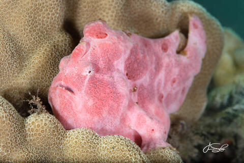 Commerson's Pink Frogfish