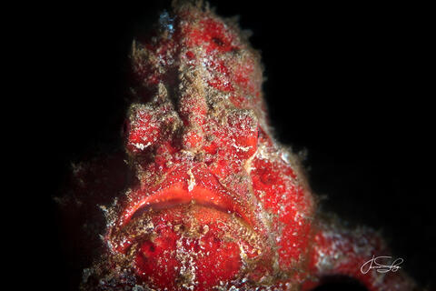 Commerson's Red Frogfish