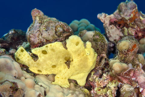 Commerson's Yellow Frogfish