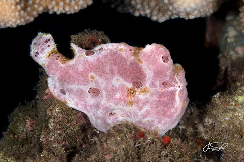 Commerson's Purple Frogfish