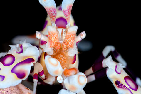 Harlequin Shrimp Portrait