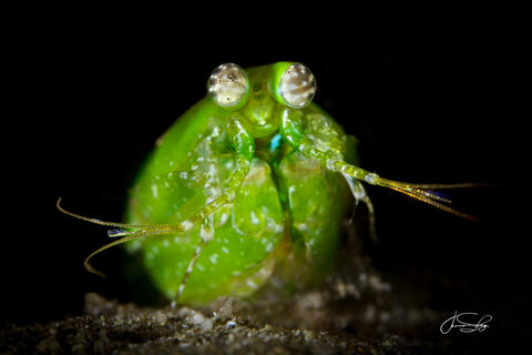 Green Mantis Shrimp  
