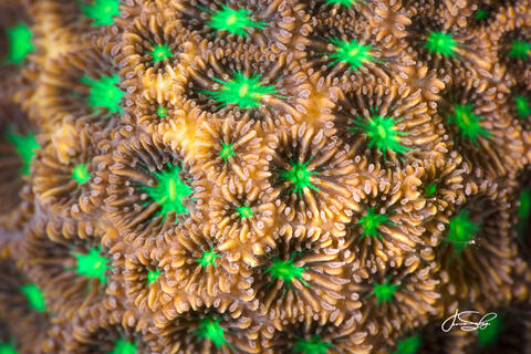 Transverse Coral
