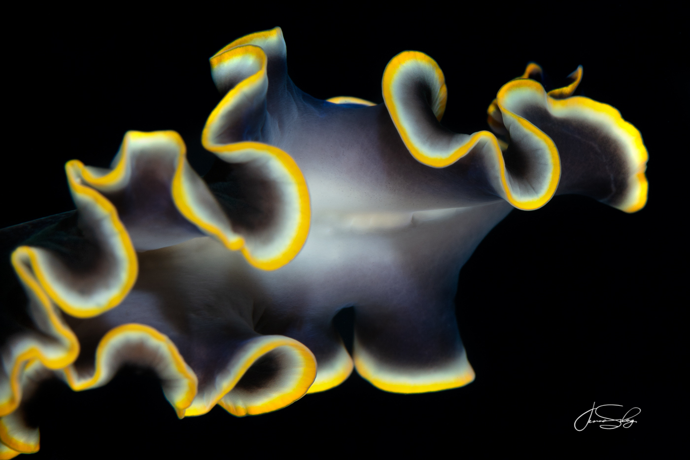 Swimming Goldrim Flatworm