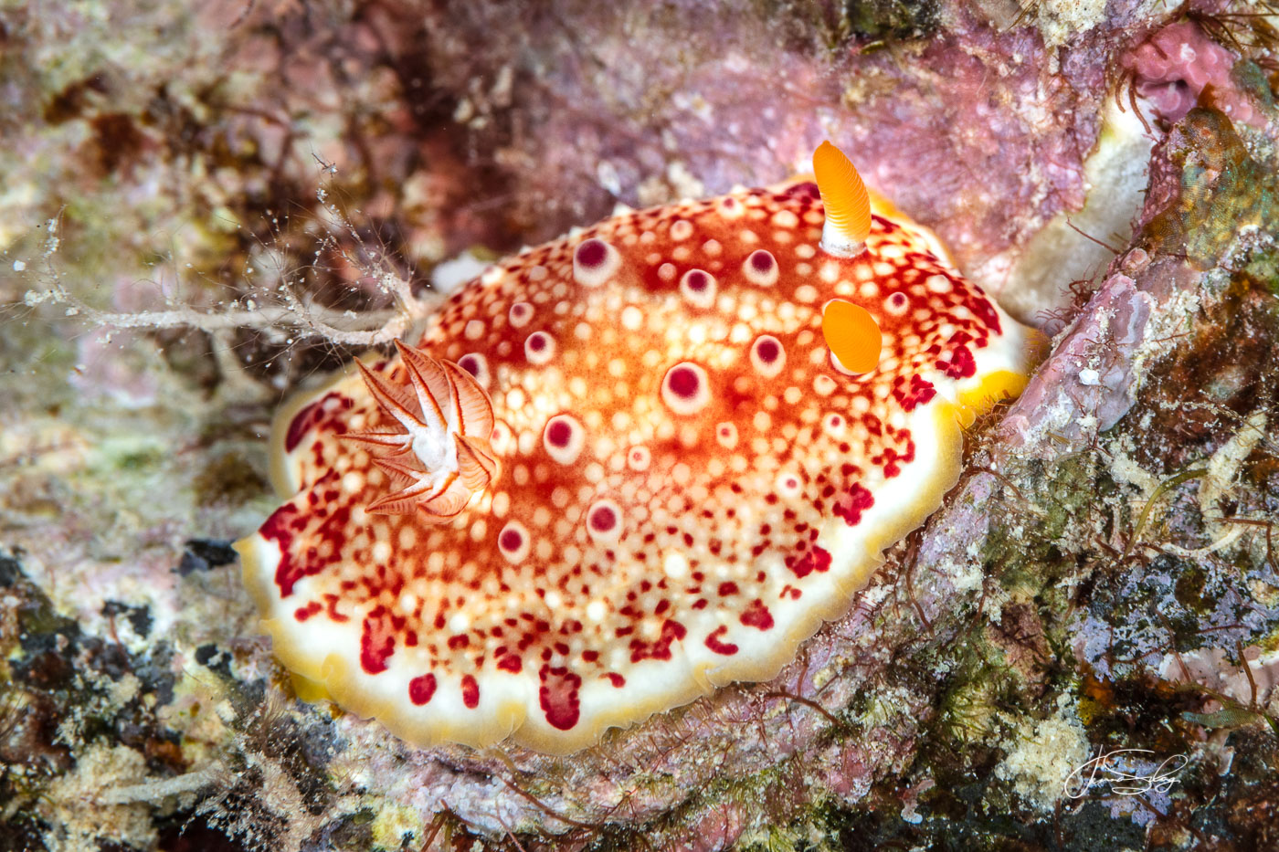 Red Spotted Nudibranch (50mm)