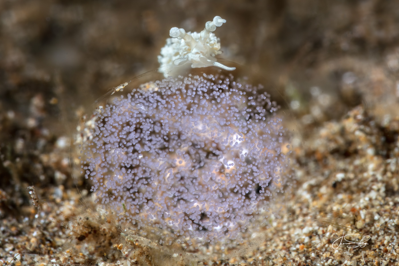 Favorinus sp crawling on egg mass (5mm)